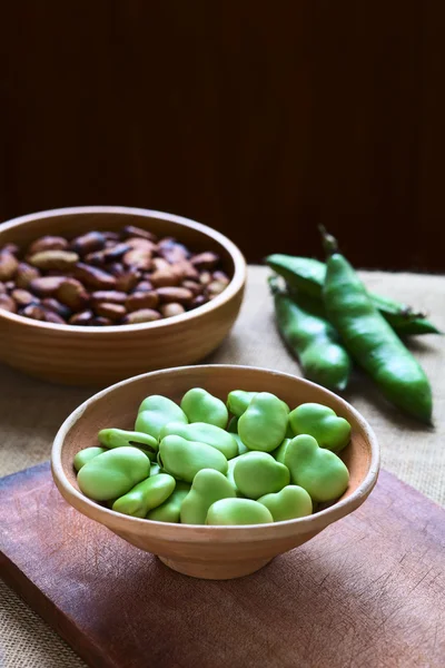 Frijoles anchos crudos (lat. Vicia Faba ) — Foto de Stock