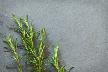 Taze biberiye dalları