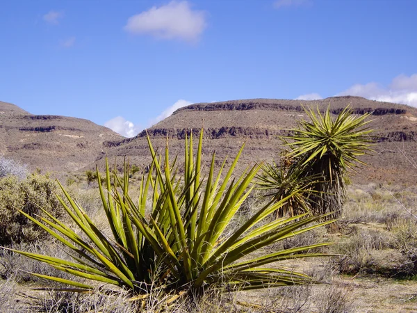 Desert Flora — Fotografie, imagine de stoc