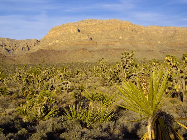 Arizona çölde flora — Stok fotoğraf