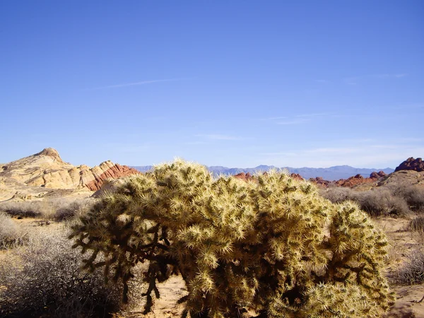 Cholla in vallei van brand staatspark nevada — Stockfoto