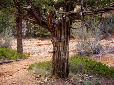 eski yıpranmış ağaçlar bryce Canyon