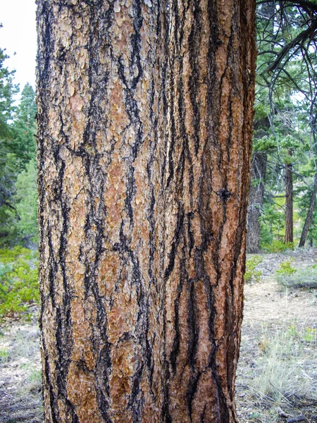 Старое выветрившееся дерево в Брайс-Каньоне, штат Юта — стоковое фото
