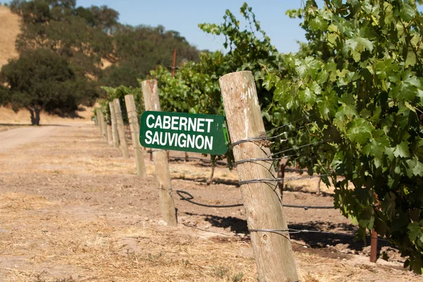 Uvas Cabernet Sauvignon que crescem na Califórnia — Fotografia de Stock