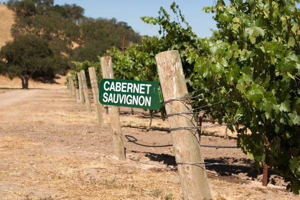 Uvas Cabernet Sauvignon que crecen en California —  Fotos de Stock