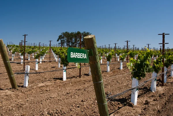 Sign for Barbera Grapes — Stock Photo, Image