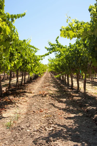 Una larga fila en un viñedo de California — Foto de Stock