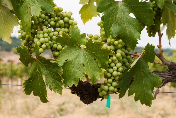 Uvas verdes na vinha — Fotografia de Stock