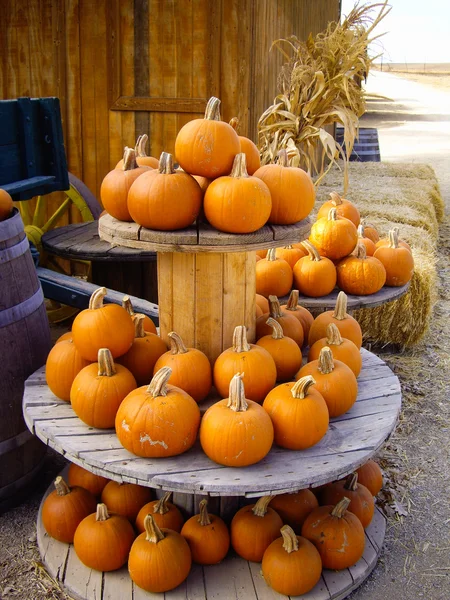 Calabazas de cosecha — Foto de Stock