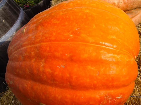 Abóbora gigante — Fotografia de Stock