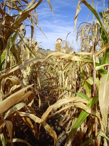 Labyrinthe de maïs de récolte avec épouvantail — Photo