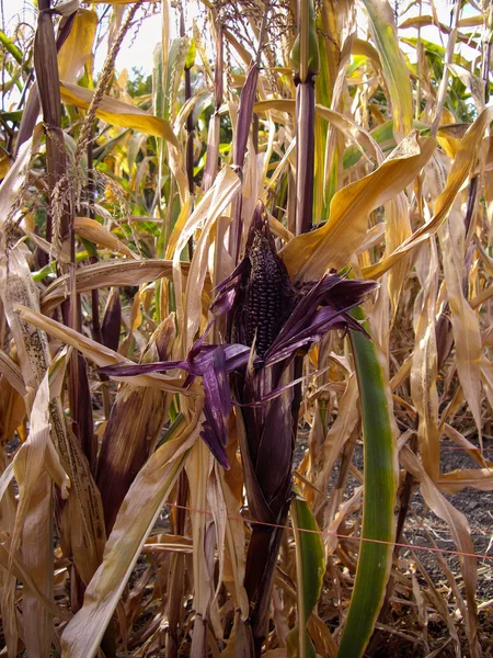 Mais viola sulla pannocchia nel campo di mais — Foto Stock