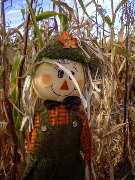 Scarecrow in corn fields — Stock Photo, Image