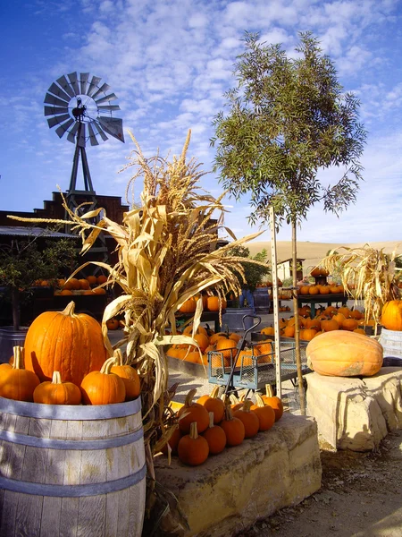 Skörden pumpor — Stockfoto