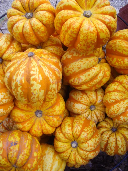 Raccolta Gourds — Foto Stock