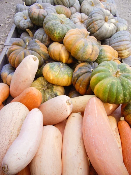 Halloween kalebassen — Stockfoto