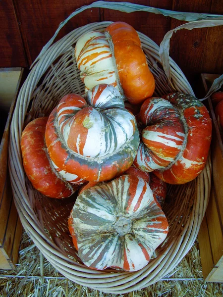 Gourds coloridos de Outono — Fotografia de Stock
