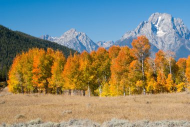 Grand Tetons, sonbahar renkleri
