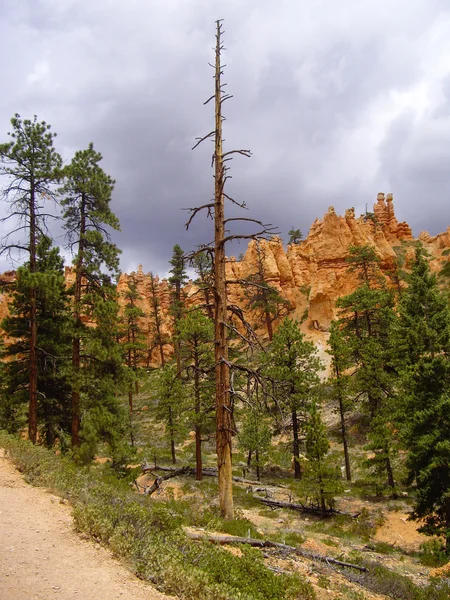 Trail в Bryce Canyon — стокове фото