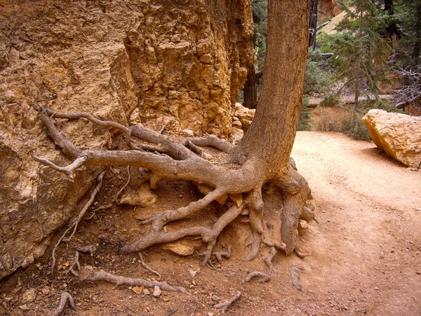 Τις ρίζες δέντρων προσκολλώνται καταρρέει ψαμμίτη — Φωτογραφία Αρχείου