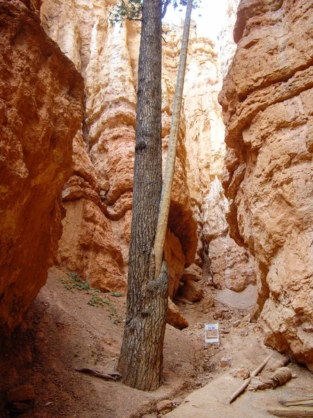 Bryce Canyon floor trail — Stock Photo, Image