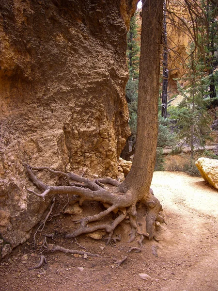 Tree with exposed roots on desert trail — Stock Photo, Image