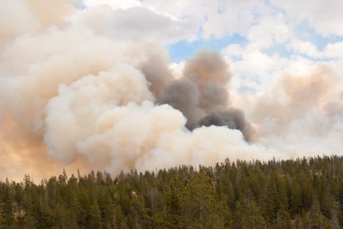 Yangın tutun Yellowstone ormanlarda alır.