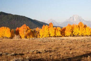 Renk aspens Grand Teton içinde ateş