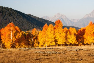 Aspens tutuşmuş Grand Tetons sonbahar renkle