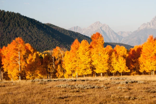 Aspens fiammeggia con il colore autunnale in Grand Tetons — Foto Stock