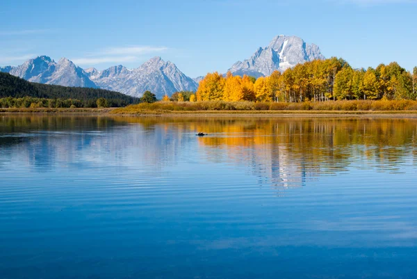 Moose swims in reflections of Grand tetons lake — Stock Photo, Image