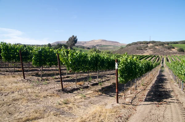 Weinberge in Kalifornien — Stockfoto