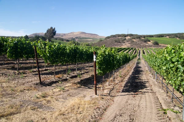 Солнце пустыни на калифорнийских виноградниках — стоковое фото