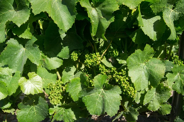 Jeunes raisins verts sur la vigne — Photo