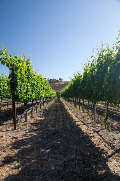 Row of grapevines in Summer sun — Stock Photo, Image
