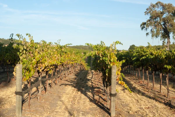 Grapevines in California — Stock Photo, Image