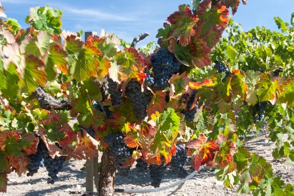 Uvas negras maduras en la vid — Foto de Stock