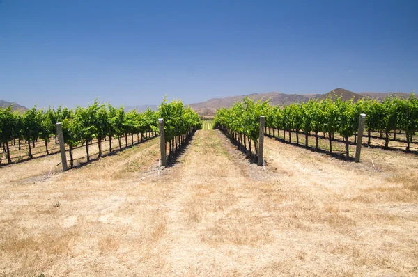 Grapevines in California — Stock Photo, Image