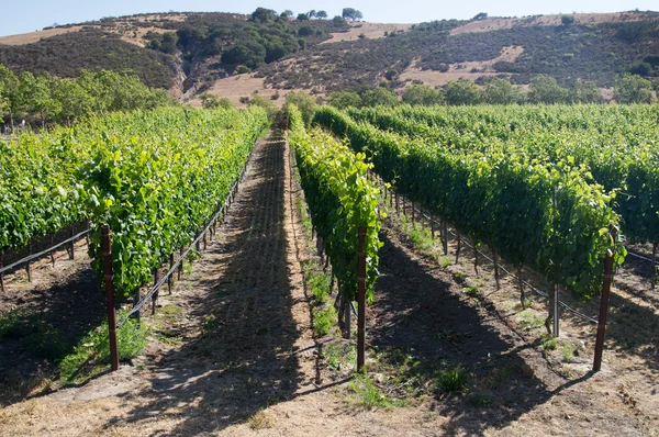 Vines in hot Summer sun of California Stock Picture