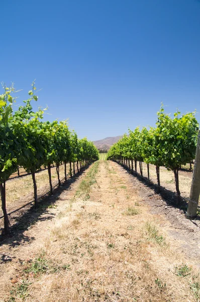 Wijnstokken in Californië droogte — Stockfoto