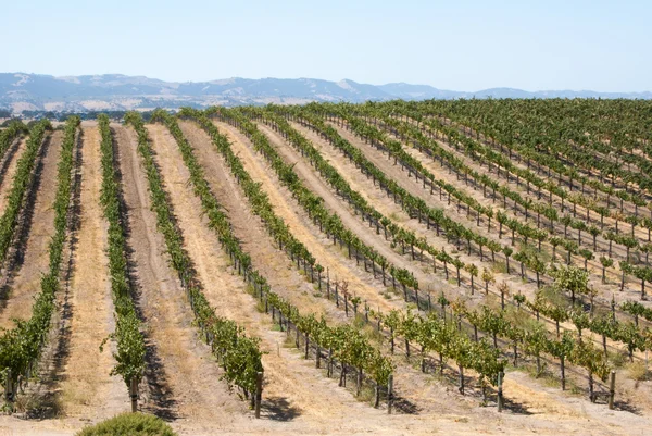 Hügel mit kalifornischen Weinreben — Stockfoto