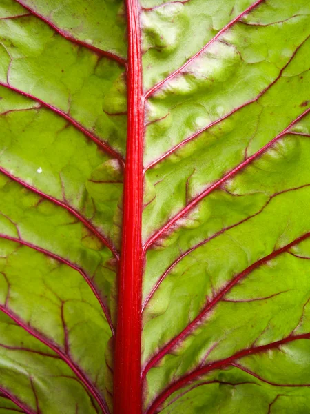 Foglia verde venata rossa — Foto Stock