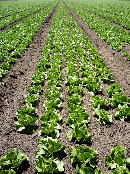 Lechuga en fila —  Fotos de Stock