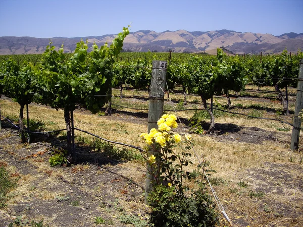 Yellow roses with Grapevines — Stock Photo, Image