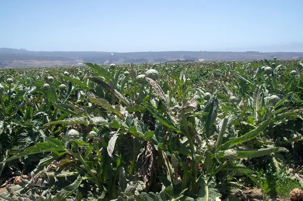 Cultivo de alcachofas — Foto de Stock