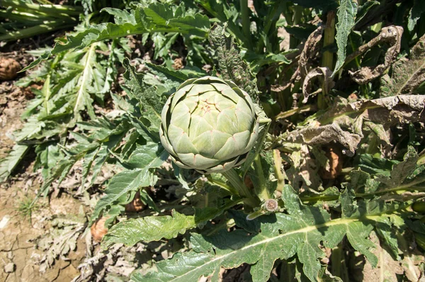 Een groene artisjok — Stockfoto