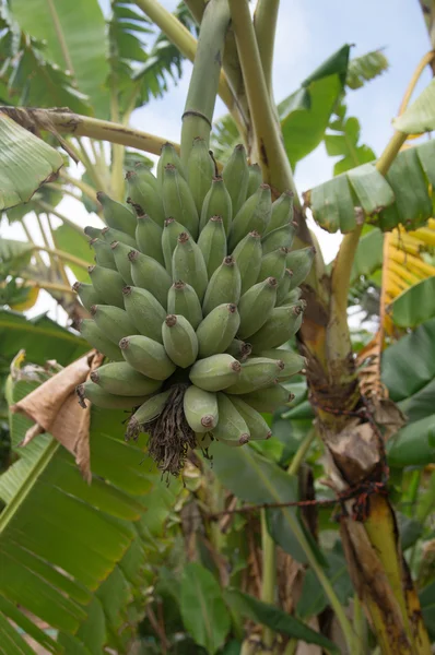 Bando de bananas. — Fotografia de Stock