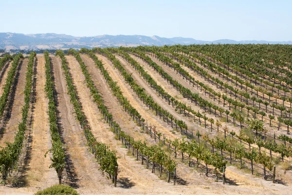 Rolling hill of California grapevines Royalty Free Stock Images