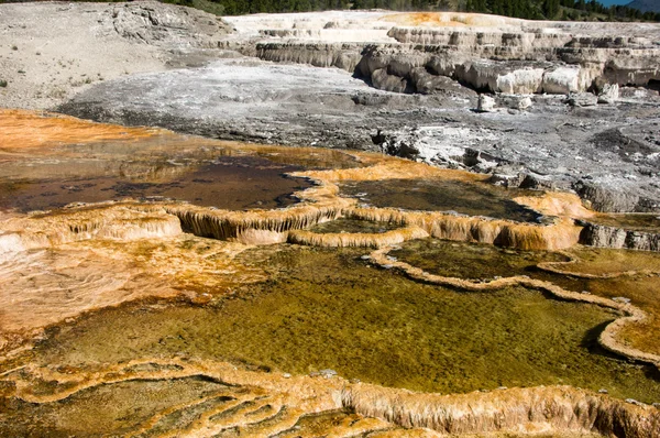 Kleurrijke thermale baden in Yellowstone — Stockfoto