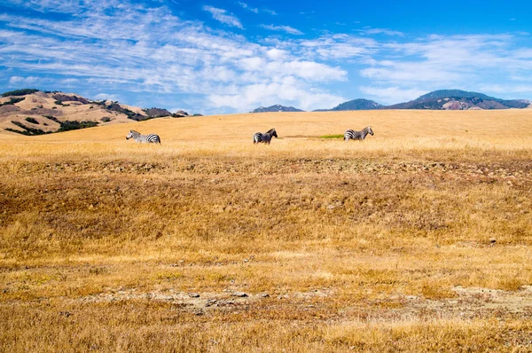 Tres pastos de cebra en pastizales costeros de California — Foto de Stock